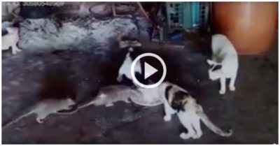Video: Đàn chuột ngang nhiên dùng bữa cùng mèo