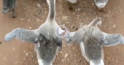 Video: Chú ngỗng có dáng đi siêu mẫu