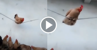 Video: Con gà mái thích thú chơi đu dây
