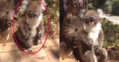 Clip: Chú gấu Koala ngồi ăn vạ khóc nức nở vì bị bạn đạp ngã