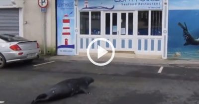 Video: Hải cẩu lên bờ mỗi ngày để dùng bữa tại nhà hàng cùng bạn gái