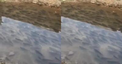 Video: Đàn cá hàng trăm con đứng yên trong mương nước giống như hiện tượng kẹt xe trên đường phố