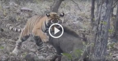 Video: Bị hổ dữ ngoạm cổ, lợn rừng cố gắng phản đòn để giành sự sống