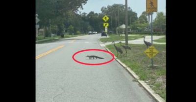 Video: Bầy Sếu hộ tống cá sấu qua đường