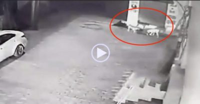 Video: Chó hoang kéo em bé khỏi cống nước rồi sủa lớn gây chú ý người đi đường