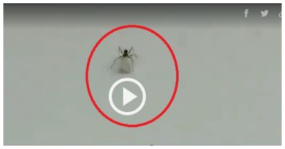 Video: Kiến bị bắt quả tang khi đang trộm kim cương