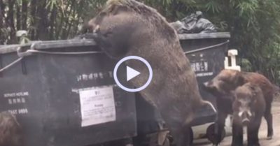 Video: Lợn rừng mẹ khổng lồ 150kg đứng thẳng 2 chân lục tìm thức ăn