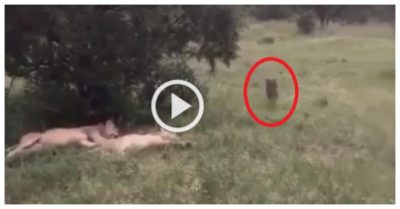 Clip: Lợn rừng tá hỏa khi chạy nhầm vào đàn sư tử