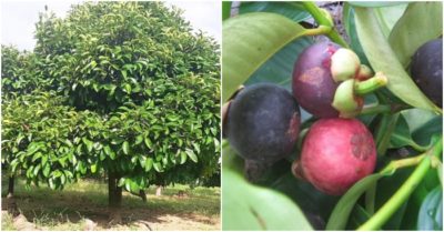 Thương lái ồ ạt thu mua lá măng cụt khi cây sắp ra hoa