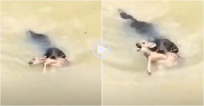 Video: Chó nhà lao xuống sông, ngậm nai con sắp đuối nước lên bờ