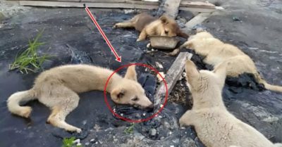 Thấy 4 chú chó nằm bất động trên đường, chàng trai xót xa khi nhìn ra sự thật