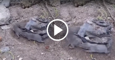 Video: Bầy chuột ngậm đuôi nhau chạy thành vòng tròn