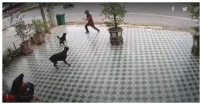 Video: Người đàn ông ‘múa quyền’ khiến chó không dám lại gần
