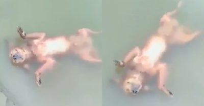 Video: Chó đang tắm bỗng dưng nổi lềnh phềnh khiến chủ khóc thét