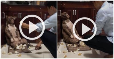 Clip: Cún cưng làm mặt đáng thương khi cắn hỏng gối