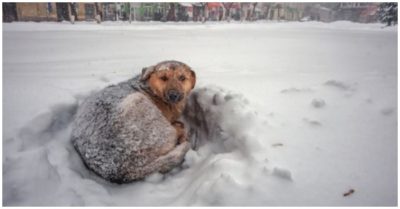 Ôm chó hoang suốt 18 tiếng, bé gái 10 tuổi sống sót sau trận bão tuyết