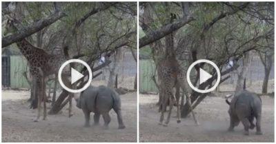 Clip: Tê giác bỏ chạy trong đau đớn vì trêu hươu cao cổ