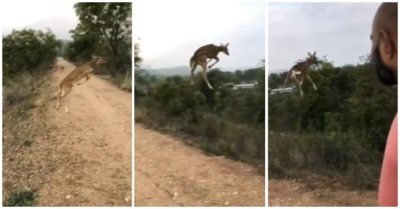Video: Khoảnh khắc hươu con ‘bay’ lên không trung băng qua đường