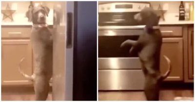 Clip: Chó cưng rón rén đi bằng hai chân khi bị phát hiện ăn vụng