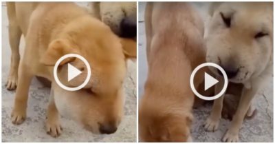 Clip: Chó cưng sưng húp mặt vì phá tổ ong