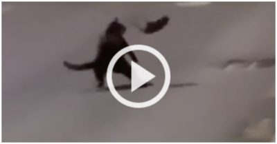 Video: Chuột song phi liên tục vào mèo để thoát thân