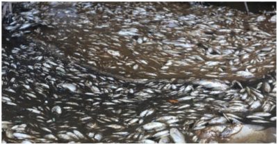 Quảng Nam: Cá chết dày đặc nổi trắng mương thoát nước