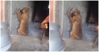Video: ‘Nếm thử’ nồi canh của bà chủ, chó cưng cầu cứu khi bị phạt