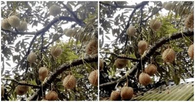 Clip: Cây sầu riêng ra quả như “con đàn cháu đống”