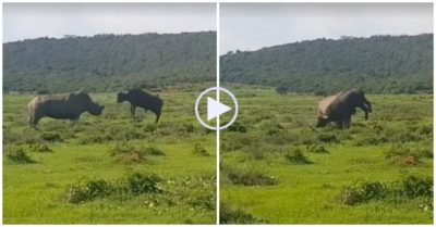 Clip: Đối đầu với tê giác, trâu rừng một tấn bị húc văng khỏi mặt đất