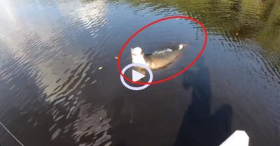 Video: Cần thủ giật mình kinh hãi khi kéo lên ‘thủy quái’ gần 2 tạ