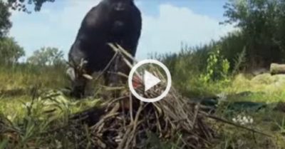 Video: Tinh tinh nhóm lửa và nấu ăn như người