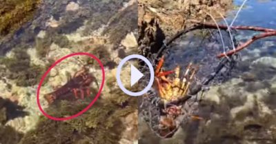 Video: Tôm hùm khủng đi bộ gần bờ bị tóm gọn