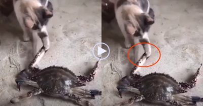 Video: Mèo tá hỏa lộn nhào vì nghịch dại với cua