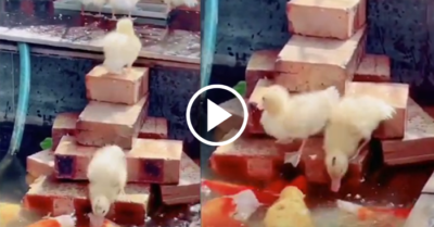 Video: Đàn vịt con liên tục lên xuống bậc thang mang thức ăn cho cá