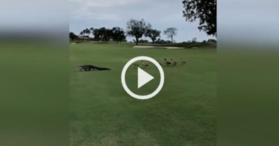 Video: Gia đình vịt trời hợp sức đánh đuổi cá sấu