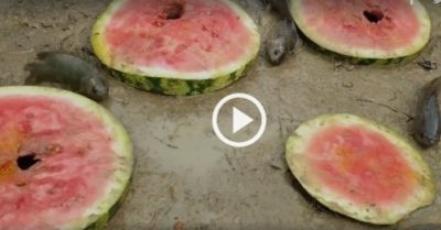 Clip: Bắt cả chậu cá rô khi lấy dưa hấu làm mồi