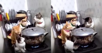 Clip: 5 chú mèo ngồi canh nồi cá