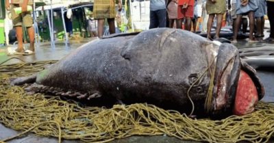 Video: Bắt được cá mú quý hiếm nặng 450kg