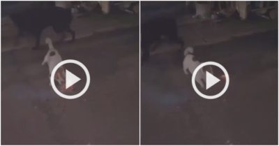 Clip: Chó con “hăng hái” cướp pháo chơi Tết