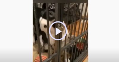 Video: Chú chó cưng dùng lưỡi mở khóa cửa ngoạn mục