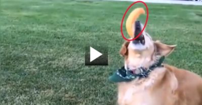 Video: Chú chó hậu đậu nhất quả đất, chưa bao giờ bắt nổi đồ ăn