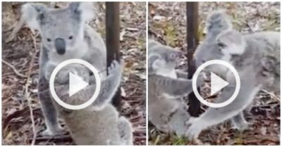 Clip: Gấu Koala mẹ cứu con mắc vào hàng rào dây thép gai