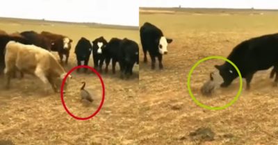 Video: Con ngỗng gan dạ đứng hiên ngang húc nhau với bò