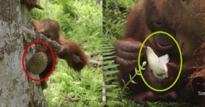 Video: Biểu cảm của đười ươi lần đầu tập ăn sầu riêng