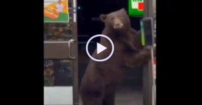 Video: Tội nghiệp chú gấu nâu đi vào nhầm cửa hàng