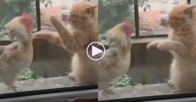 Video: Đôi bạn thân mèo và gà cùng nhau luyện võ