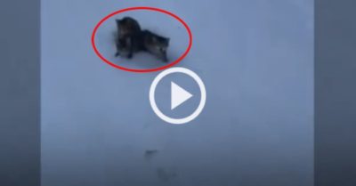 Video: Đàn mèo con thoát chết cóng nhờ cốc cà phê ấm