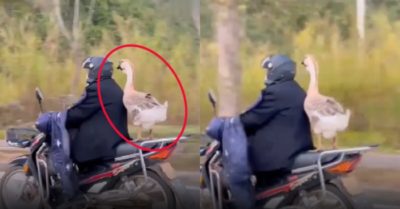 Video: Ngỗng cưng hiên ngang đứng sau xe chủ nhân dạo phố