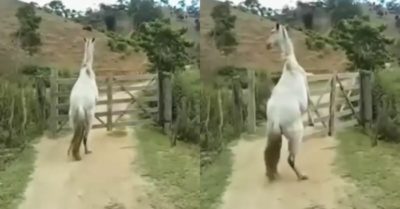 Video: Chú ngựa bạch tự mở cổng đi chơi
