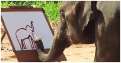 Clip: Chú voi cầm bút vẽ chính mình điêu luyện